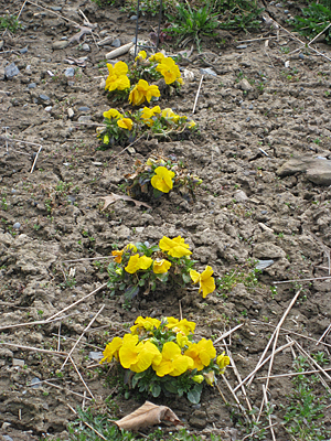 pansy unmulched